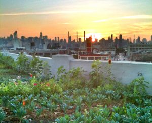 Urban Farming: Brooklyn Grange Green Roof, Sustainable Farming