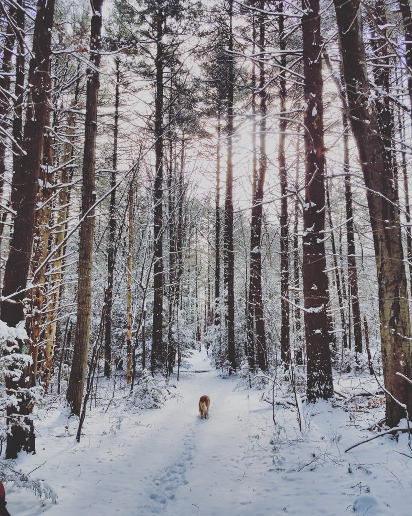 Snowy walk with a friend - Inspiration
