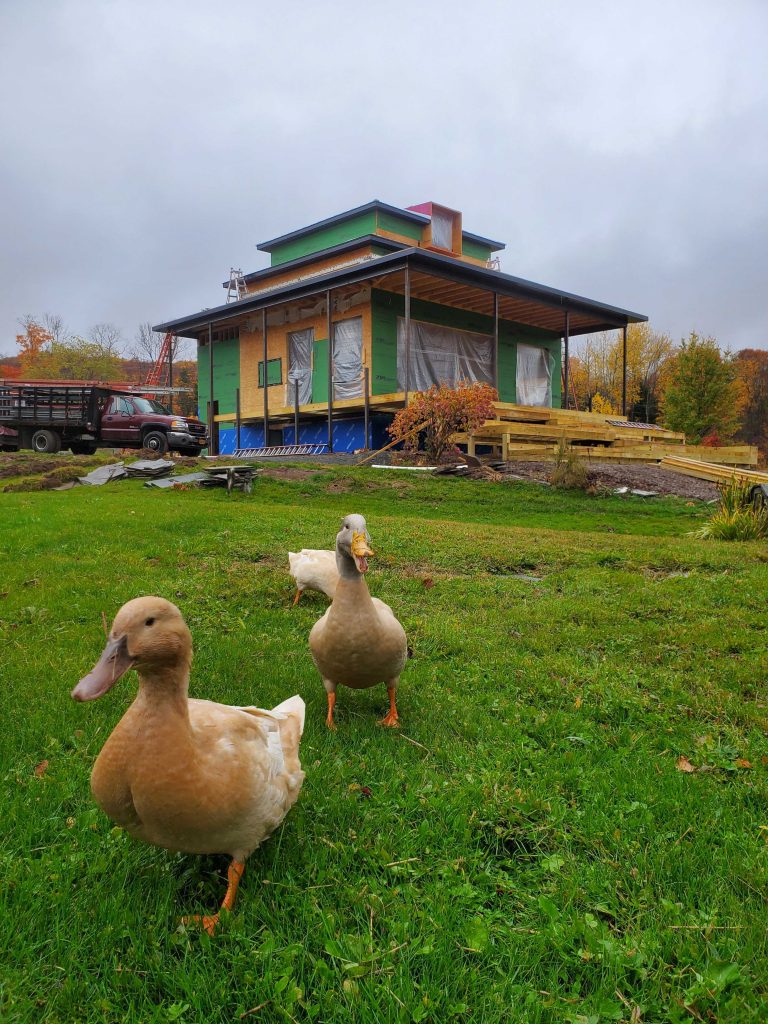 Shepherd's Meadow_Ducks