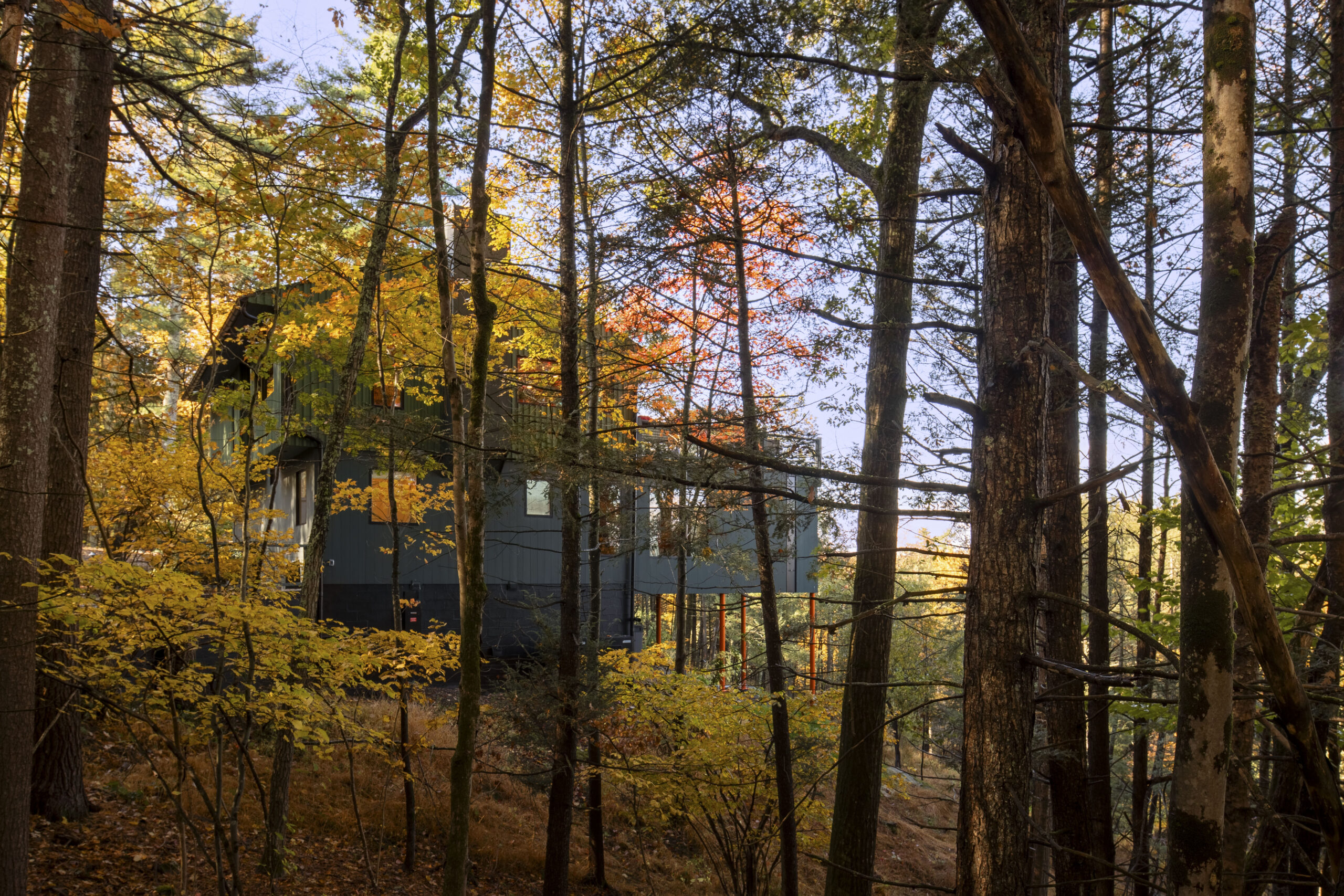 A view of the house partially obscured by a dense forest of tall, thin trees with autumn foliage. The structure blends into the landscape with its dark tones, while the cantilevered sections of the house are supported by thin orange pillars that mimic the verticality of the surrounding trunks.