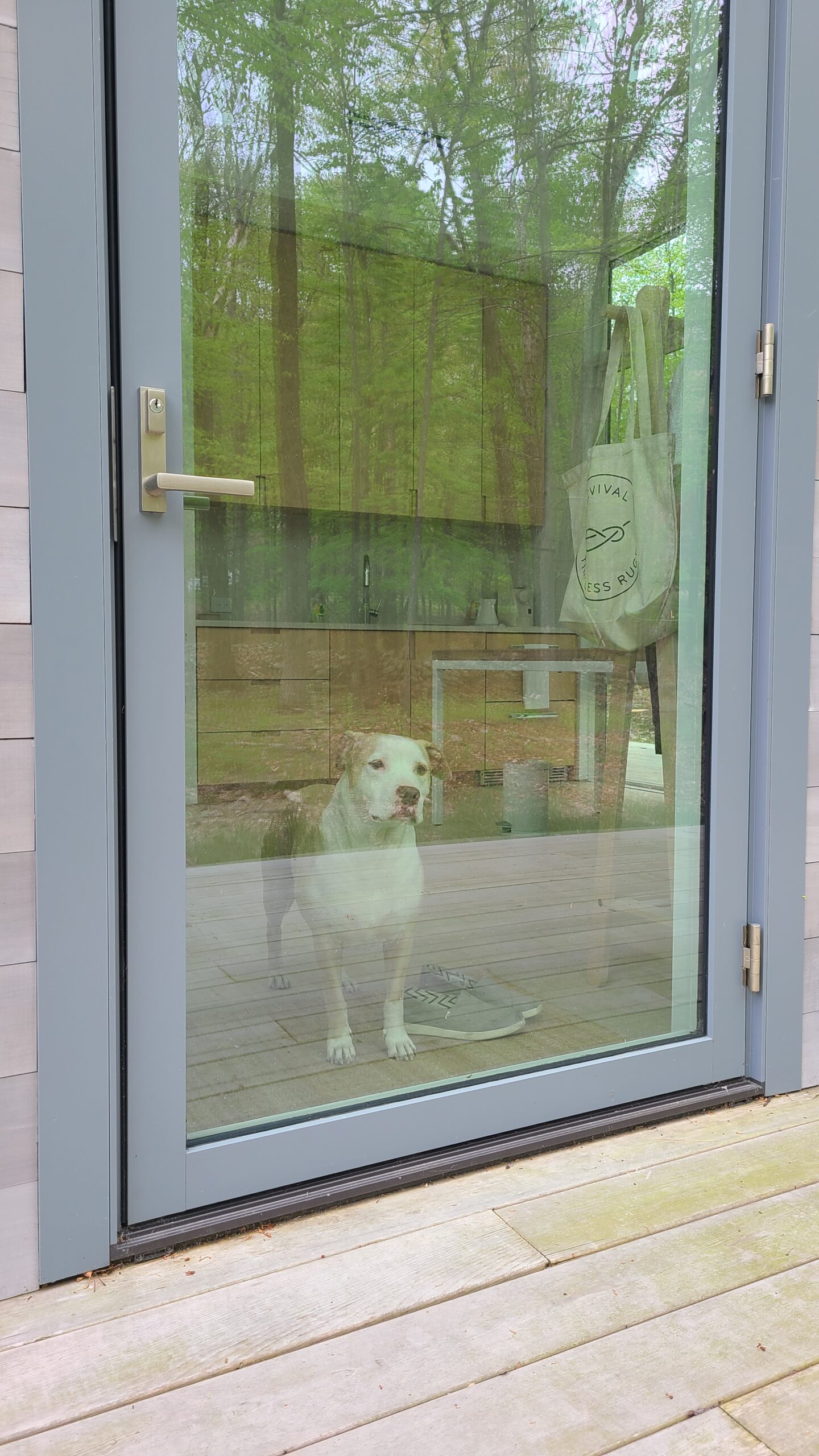 A white dog stands inside a glass-paned door, with a clear reflection of the surrounding green forest on the glass.