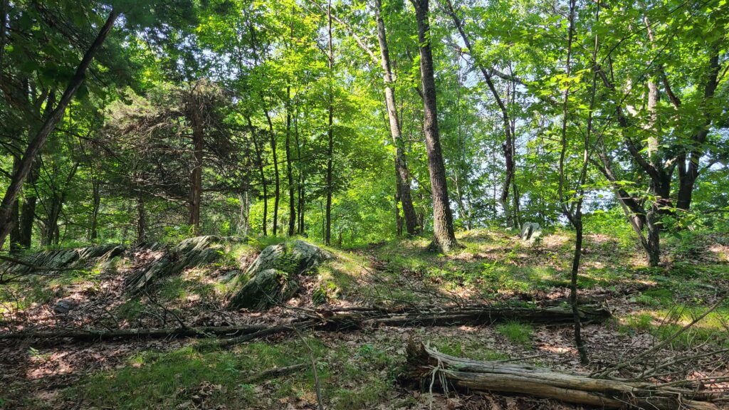 Sunlit forest clearing with mossy exposed bedrock outcroppings, fallen logs, and tall leafy trees